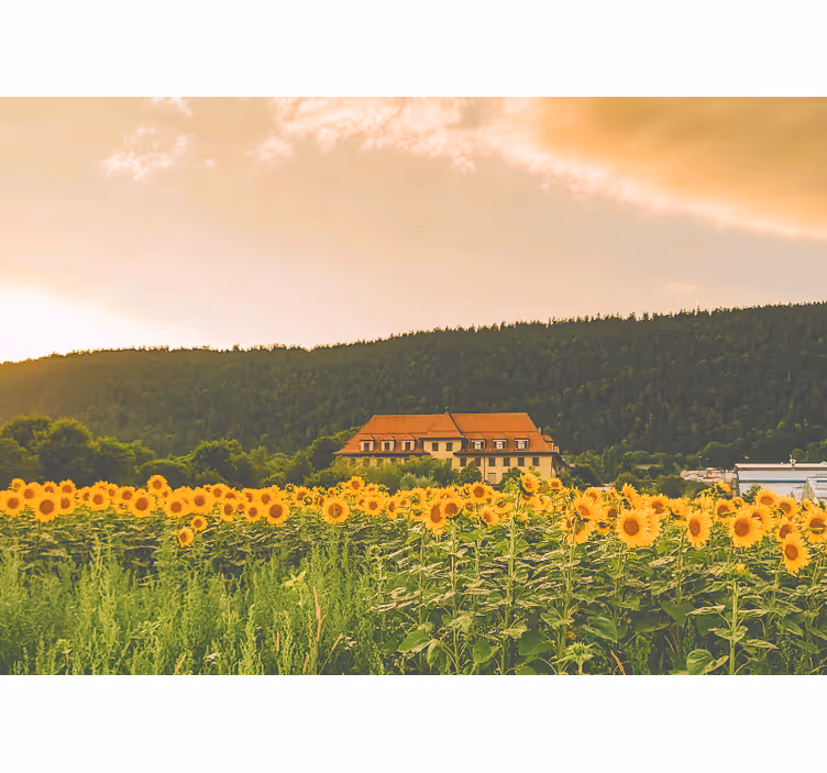 Bedroom roller blind of a lovely yellow flower field - TenStickers