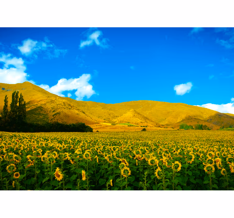 Bedroom roller blind spring landscape fields - TenStickers