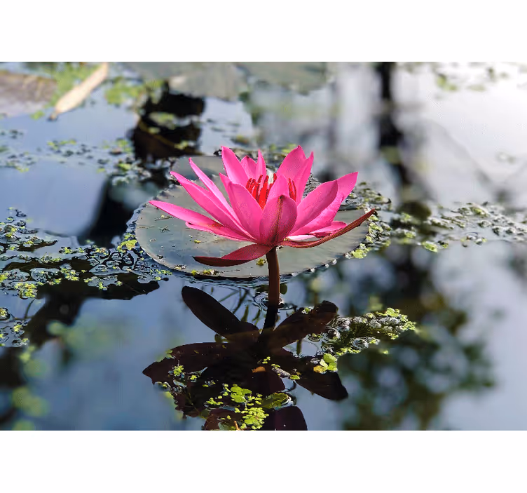 Bedroom roller blind with beautiful lotus water - TenStickers
