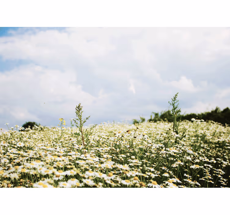 Bedroom roller blind peaceful meadow of daisies - TenStickers