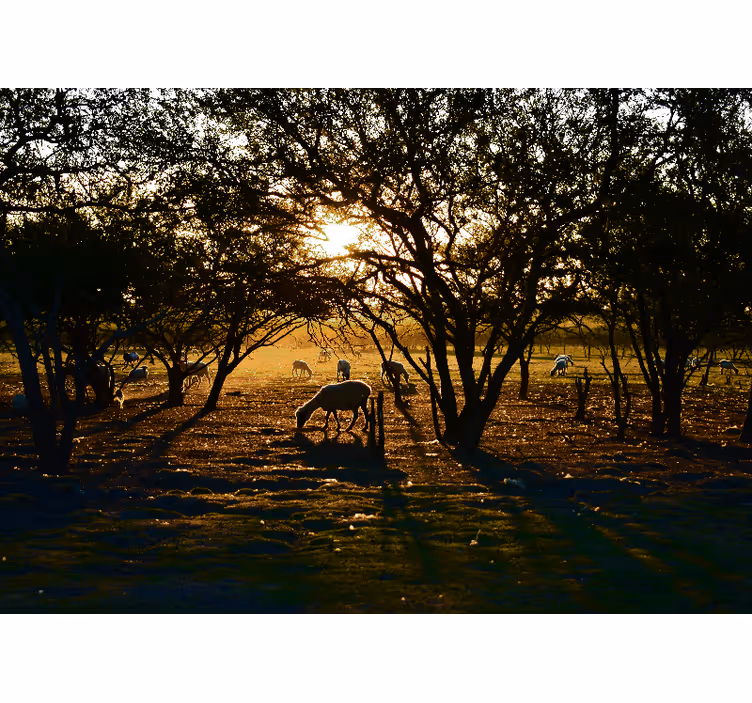 Bedroom roller blind peaceful forest at dawn - TenStickers