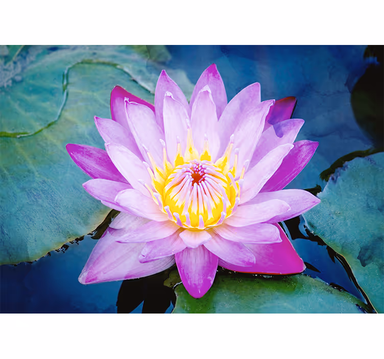 Bedroom roller blind in purple lotus flower - TenStickers