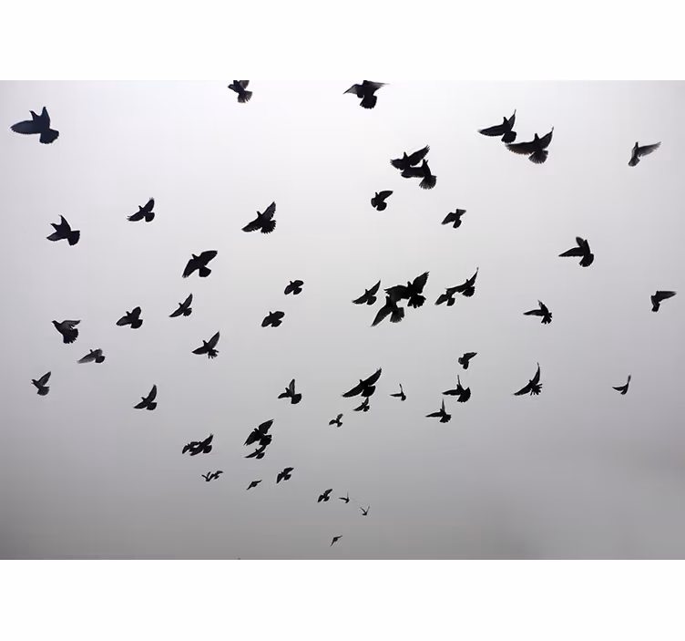 Gray roller blind with aesthetic bird image in shade - TenStickers