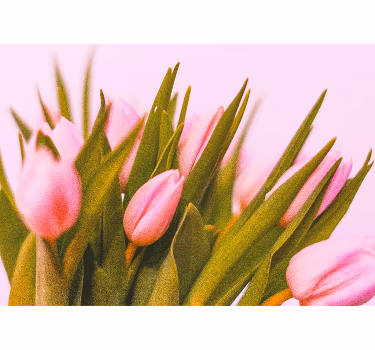 Bedroom roller blind with tulips on pink background - TenStickers