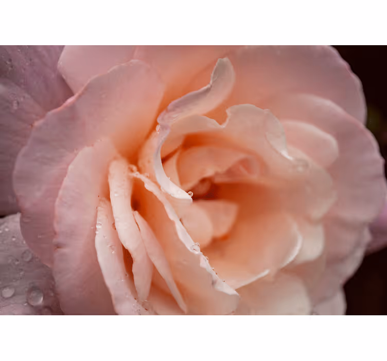 Bedroom roller blind in elegant pink rose design - TenStickers