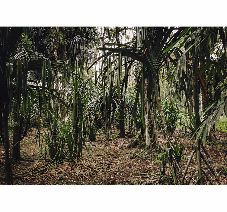 Bedroom roller blind tropical forest depths - TenStickers
