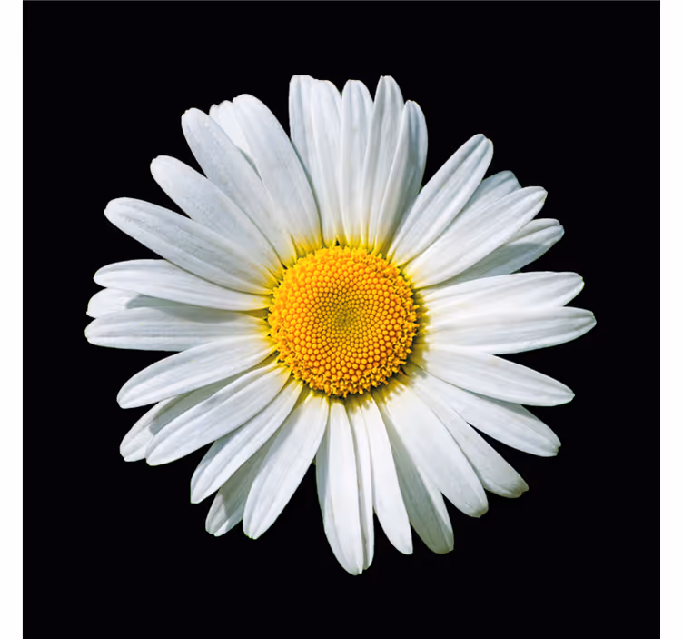 Bedroom roller blind with black and white daisies - TenStickers