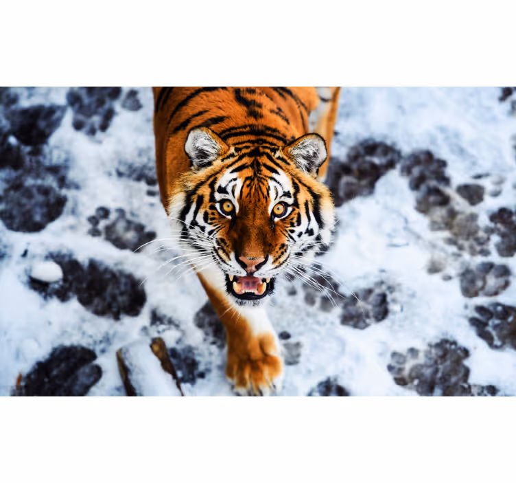 Bedroom roller blind with fierce tiger design - TenStickers