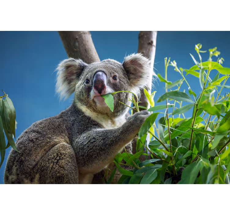 Bedroom roller blind featuring cute koala bears - TenStickers