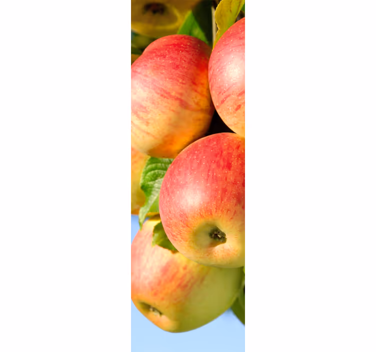 Kitchen roller blind apple tree decorative vinyl - TenStickers