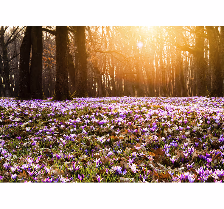 Living room roller blind beautiful purple crocus landscape - TenStickers