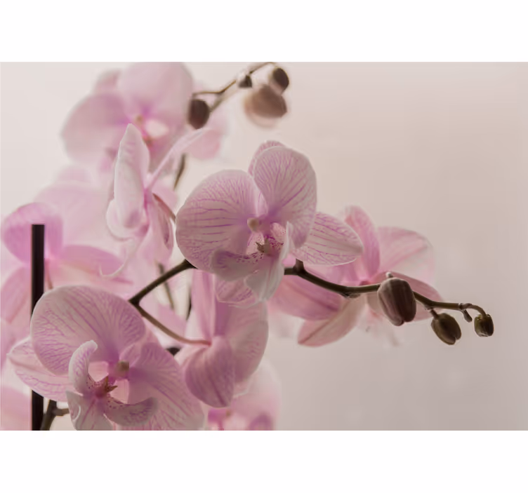 Bedroom roller blind with orchid design - TenStickers