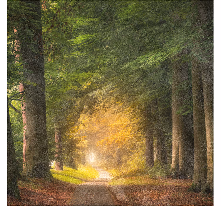 Office roller blind a stroll in the woods - TenStickers