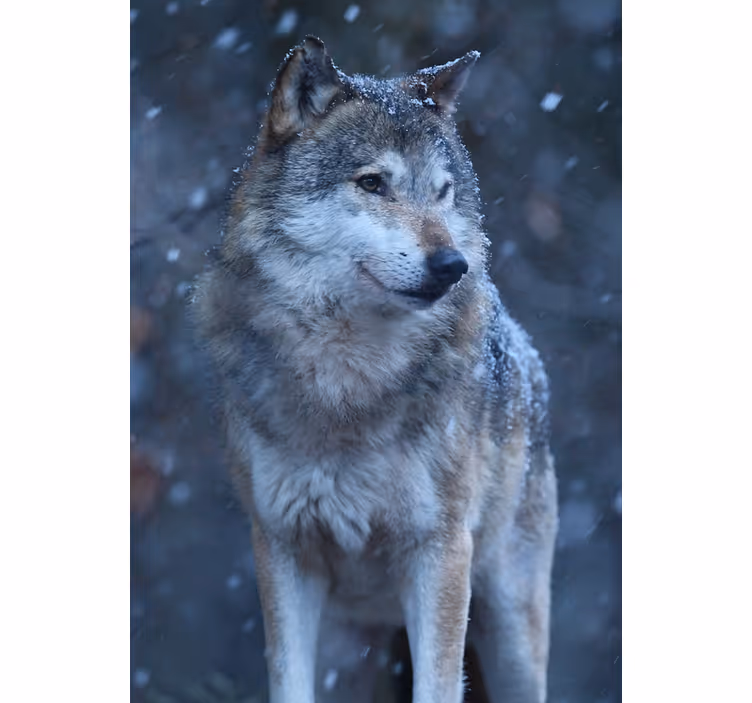 Teenage bedroom roller blind wolf in the snow - TenStickers