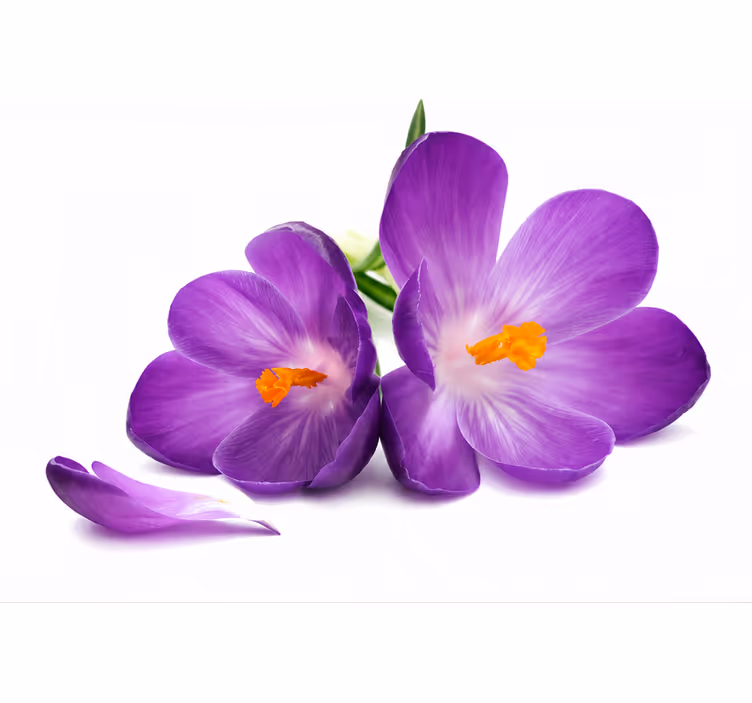 Purple roller blind picked flowers serenity - TenStickers