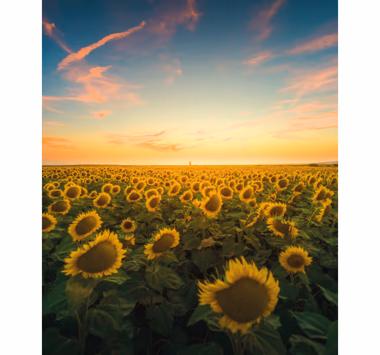 Sunflower field Flower blind - TenStickers