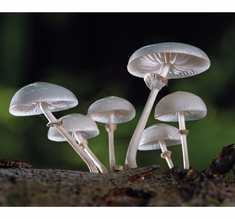 Mushroom Cluster flowers and plants roller blind - TenStickers