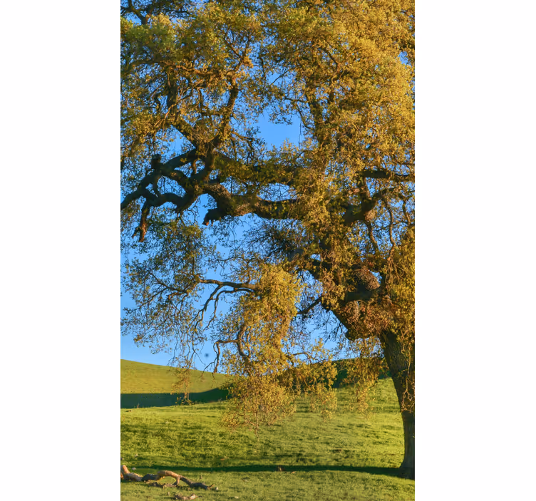 3D nature tree design  Living room blind - TenStickers