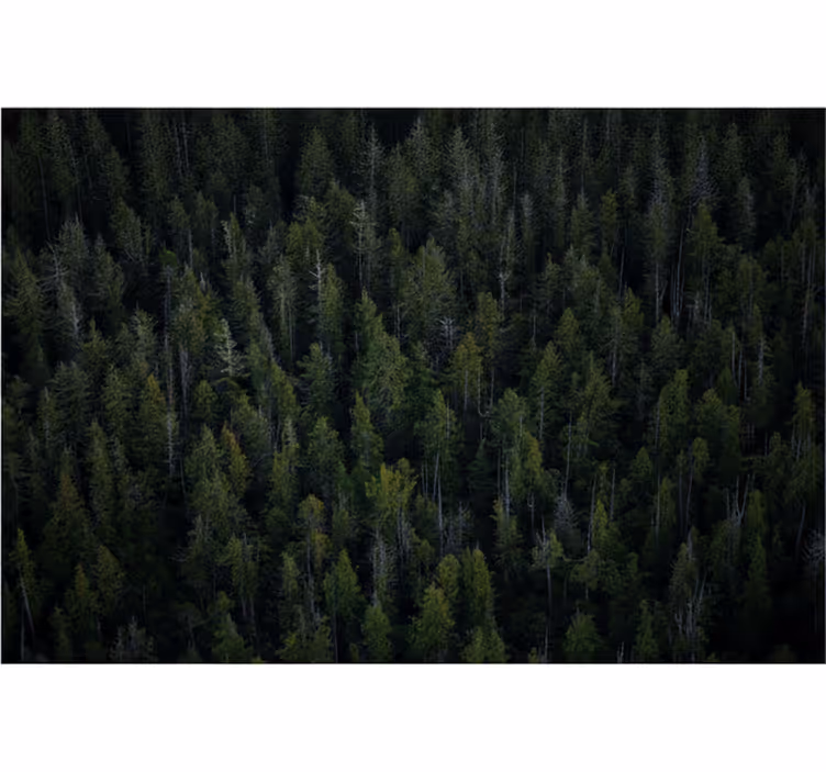 Forest wall mural deep woodland design - TenStickers