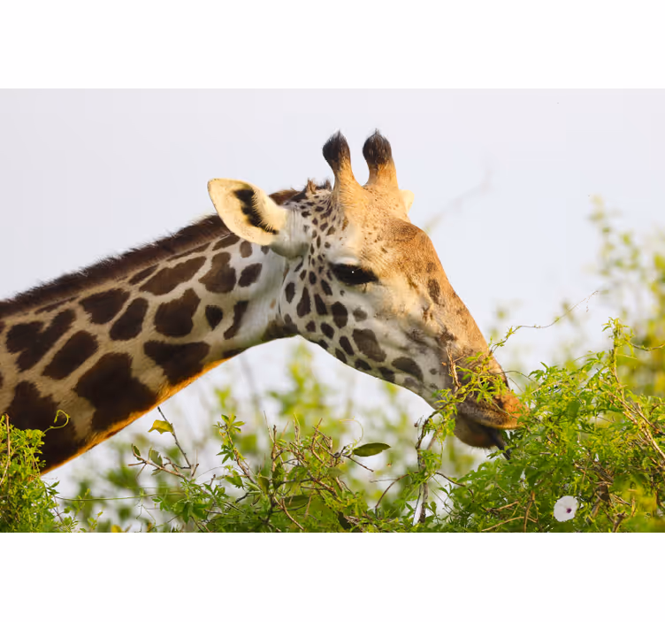 Africa wall mural tall giraffe design - TenStickers