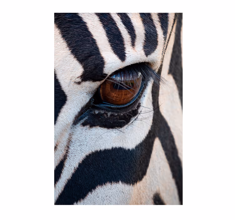 Africa wall mural eye of the zebra - TenStickers