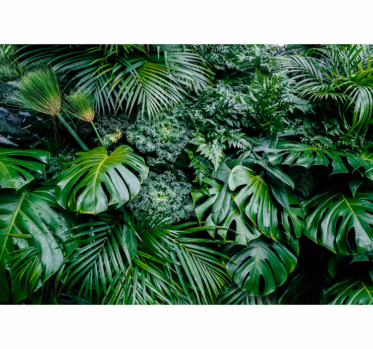 Green wall mural sunny jungle wallpaper - TenStickers