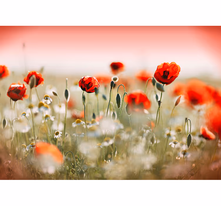 Hallway mural poppy field photo mural - TenStickers