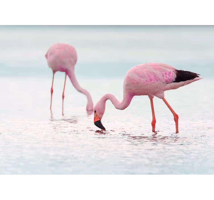 Hallway mural beautiful pink flamingo in water - TenStickers