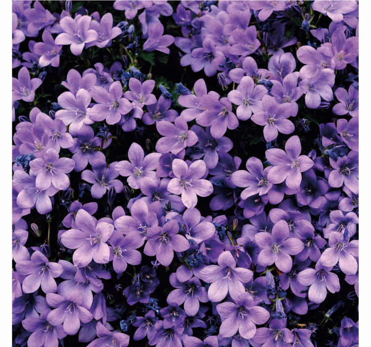 Purple wall mural vague purple flowers - TenStickers