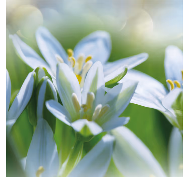 Entrance wall mural meadow of magnificent snowdrops - TenStickers