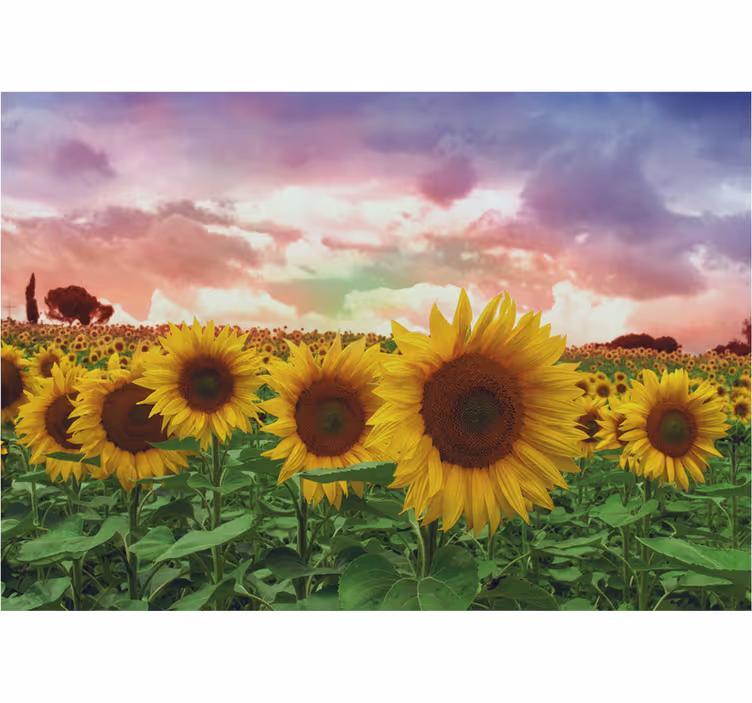 Entrance wall mural sunflower field colorful sky - TenStickers