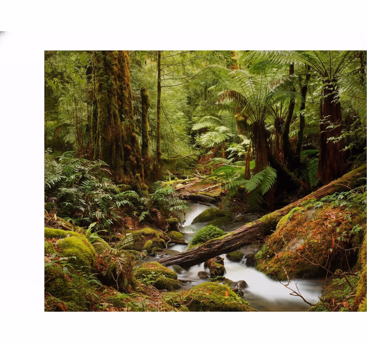 Nature wall mural peaceful forest design - TenStickers