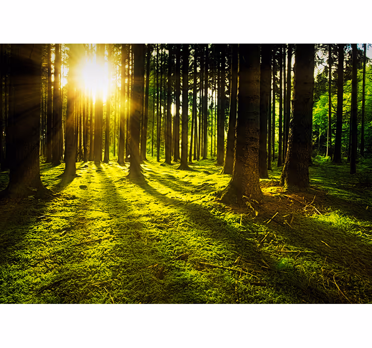 Sunlit Forest forest wall mural - TenStickers