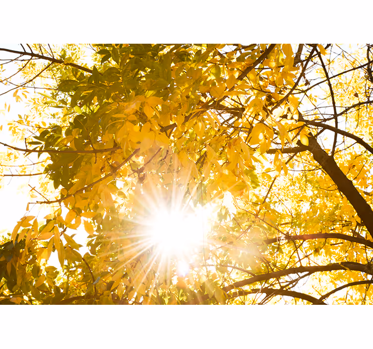 Autumn Canopy Rays nature wall mural - TenStickers