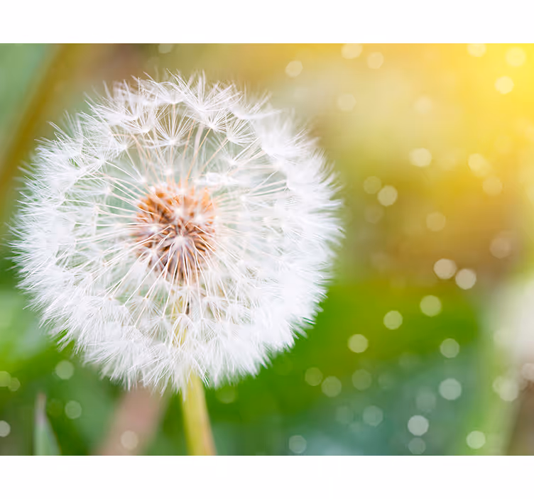Dandelion Wall Mural for you - TenStickers