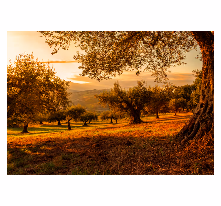 Mediterranean Grove landscape mural wallpaper - TenStickers