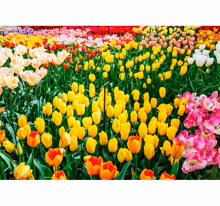 coloured Tulips flower wall mural - TenStickers