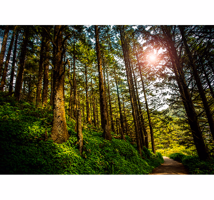 Illuminated Woodland Trail forest wall mural - TenStickers