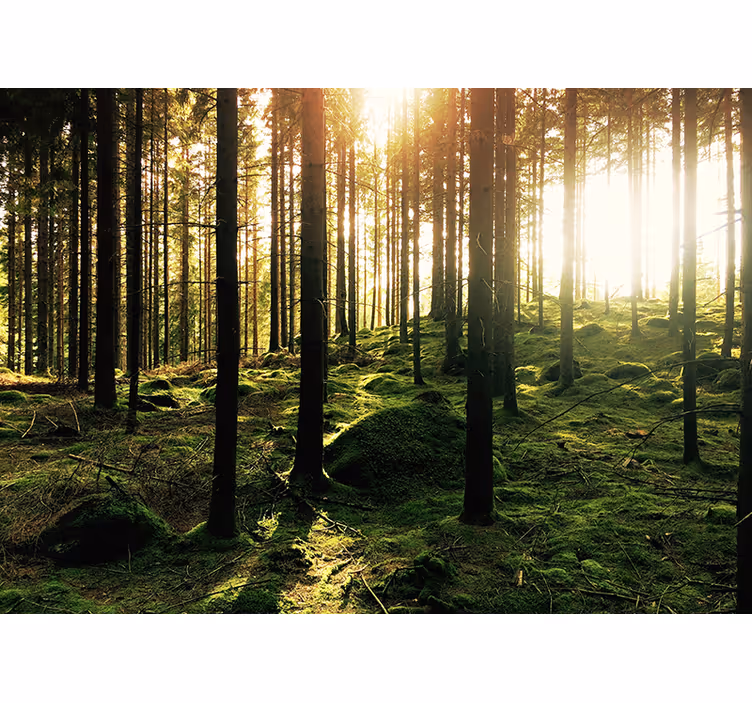Hideout in the forest living room wallpaper - TenStickers