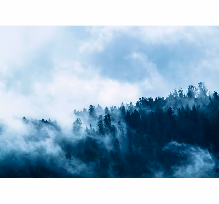 Misty Forest Scene mural for living room - TenStickers