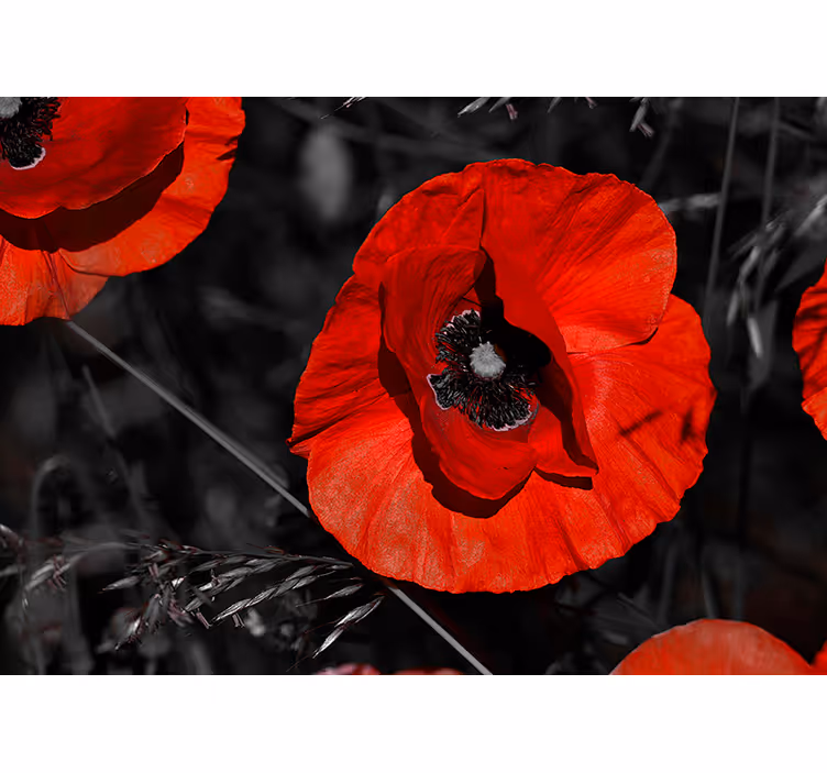 Blossom Poppy Flower Wall Mural - TenStickers