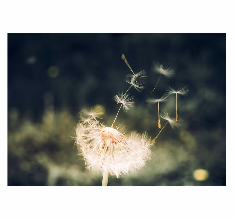Dandelion mural dandelion seed breeze - TenStickers