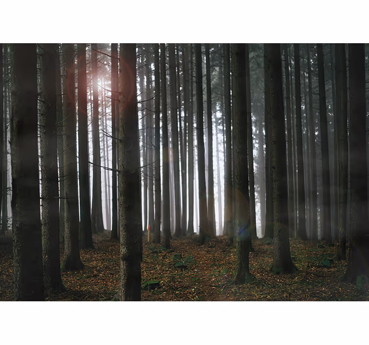 Misty Forest Scene mural for living room - TenStickers