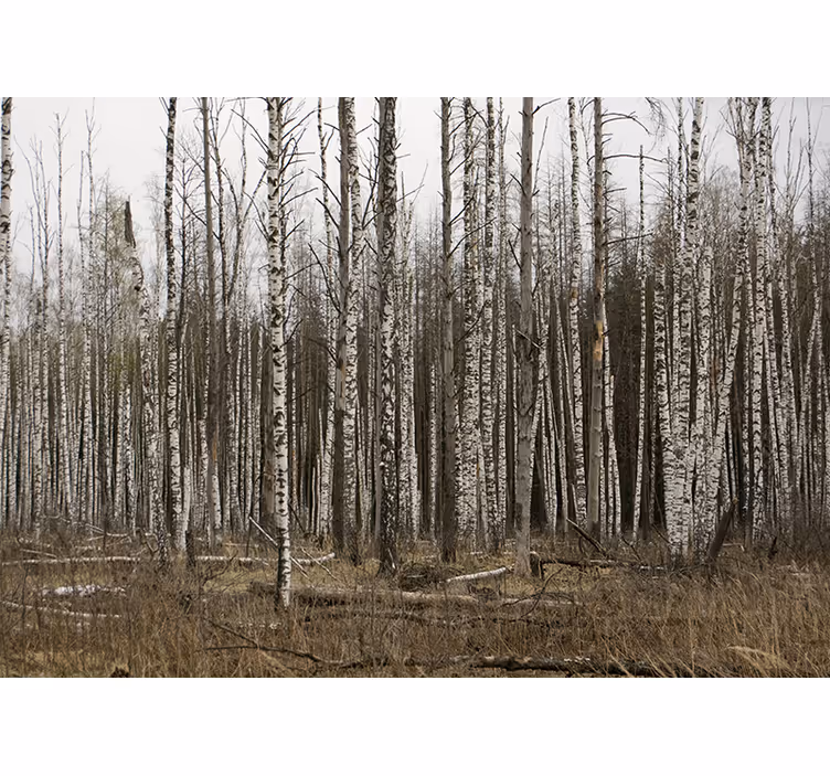 Forest wall mural birch grove wilderness retreat - TenStickers