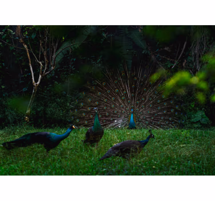 Animal wall mural peacock displaying feathers - TenStickers