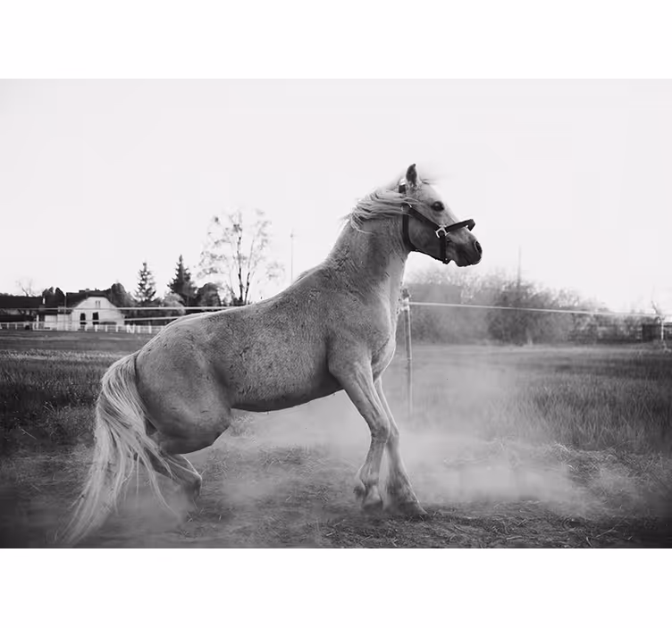 Animal wall mural galloping pony design - TenStickers