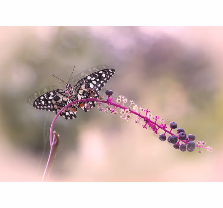 Butterfly upon Blossom flower mural - TenStickers