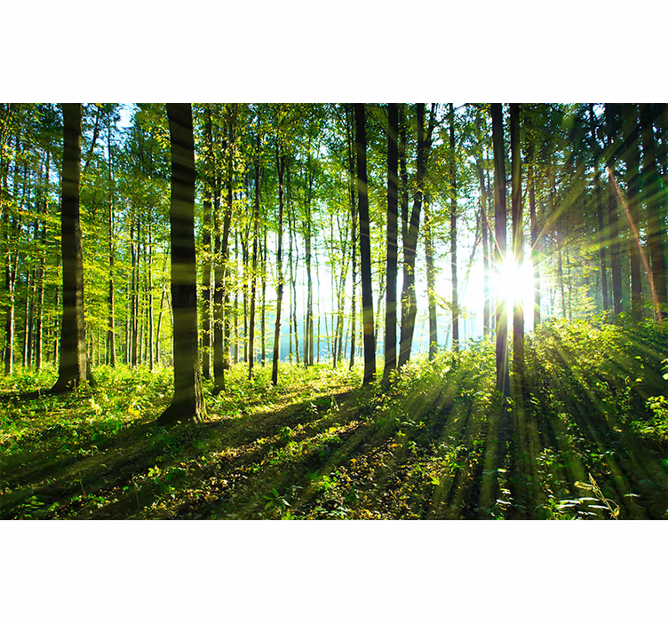 forest landscape with light nature wall mural - TenStickers