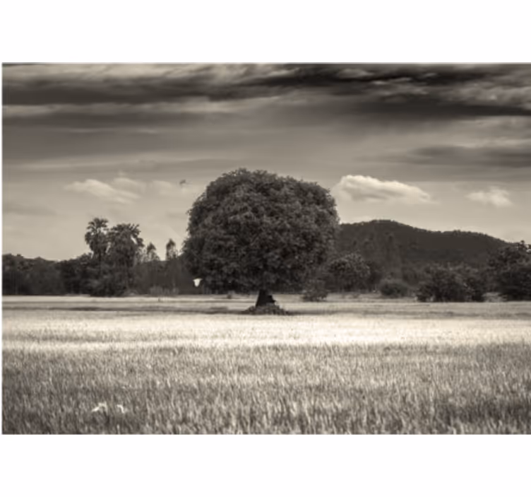 Tree mural lone tree landscape - TenStickers