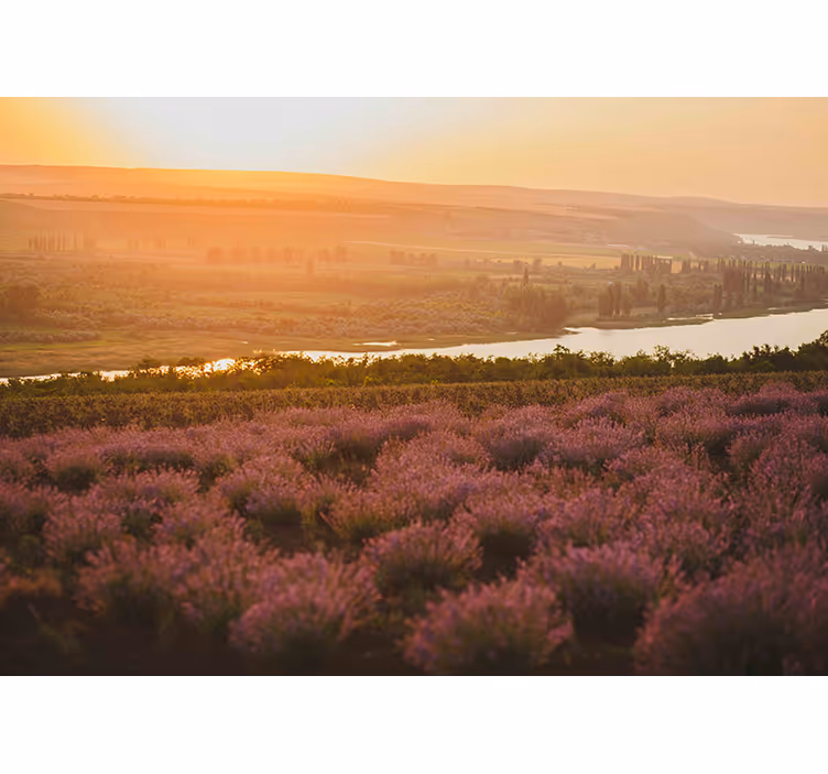 Lavender Sunset Landscape flower mural - TenStickers